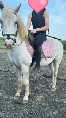 Image 1 of 11.3 hh 5 years old gelding