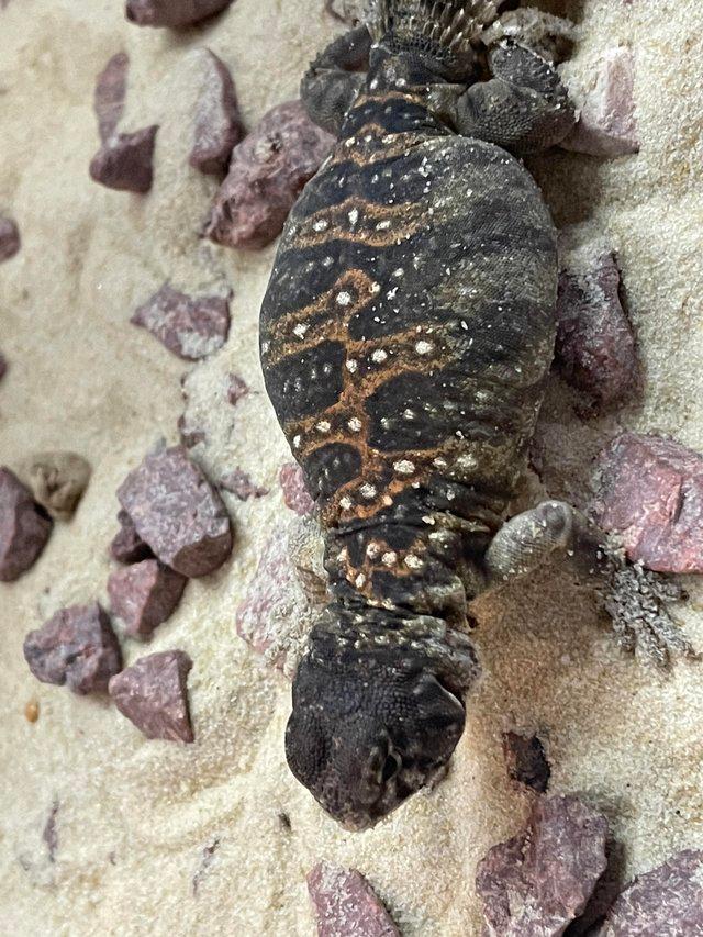Preview of the first image of Baby Ocellated Uromastyx for sale.