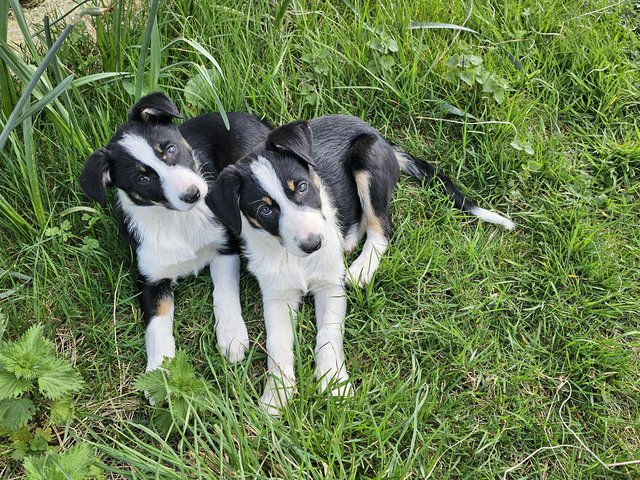 Preview of the first image of ISDS Registered Tri Colour Collie Puppies.