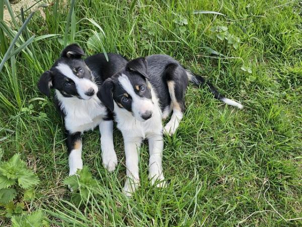 Image 1 of ISDS Registered Tri Colour Collie Puppies