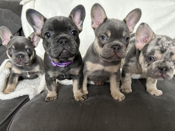Image 4 of French bulldog puppies for sale