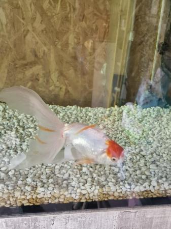Image 2 of Two fancy goldfish for sale
