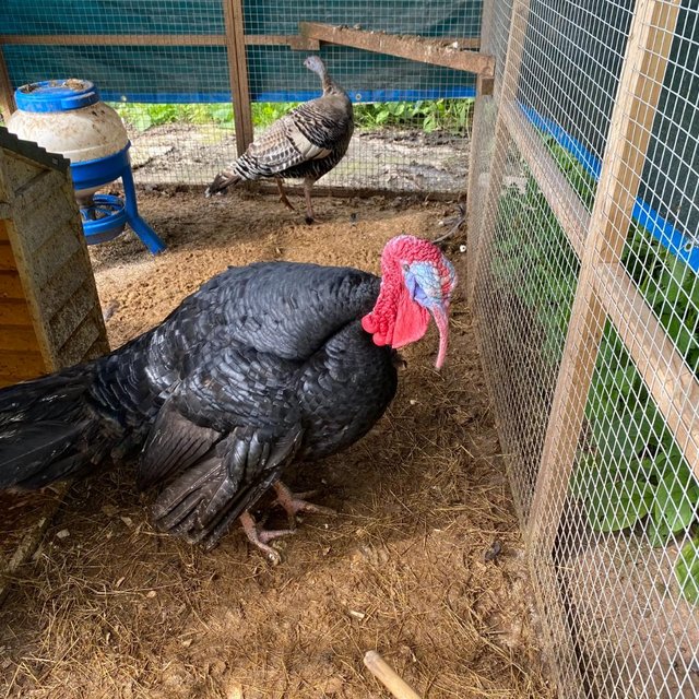 Preview of the first image of Turkeys - Slate Tom & Bronze hen.
