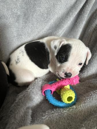 Image 3 of Beautiful playful staff cross alapha pups ONLY 2 LEFT!