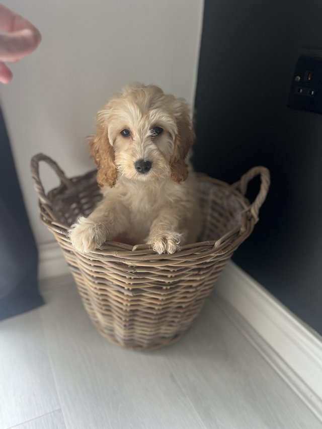 Preview of the first image of Cockapoo puppy - ready to leave.