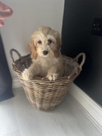 Image 1 of Cockapoo puppy - ready to leave