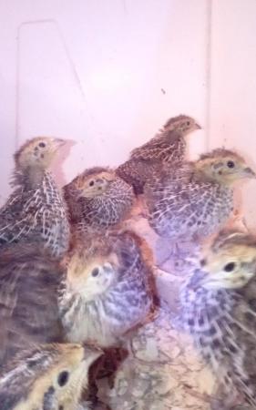 Image 2 of Coturnix Quail Various Colours day old to pol