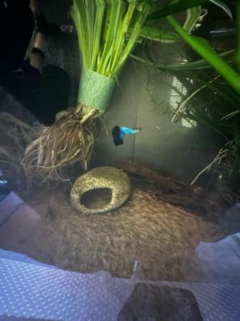 Image 3 of Japanese Blue Tail Guppies For Sale