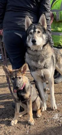 Image 1 of Northern Inu Female Wolf For Sale