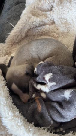 Image 2 of KC registered whippet puppies