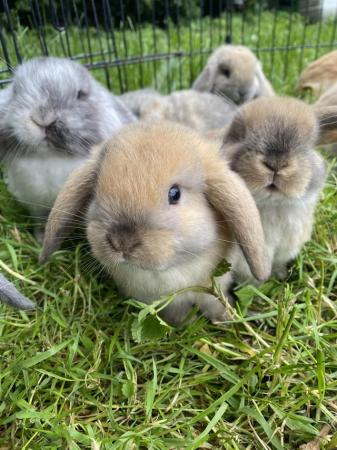 Image 4 of Mini lop baby rabbits **ready now**