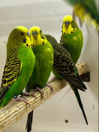 Image 4 of black face budgies and splits