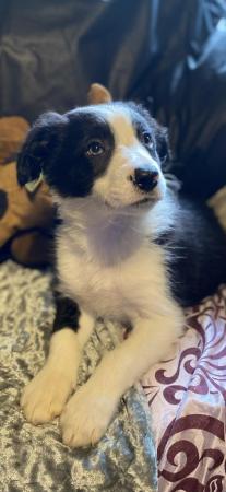 Image 5 of Beautiful border collie coloured puppies