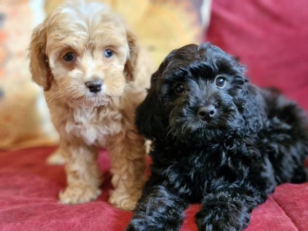 Image 11 of Adorable F1b multicolour cavapoo pups. health tested parents