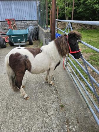 Image 1 of 2 year old Registered Piebald Miniature Shetland Filly