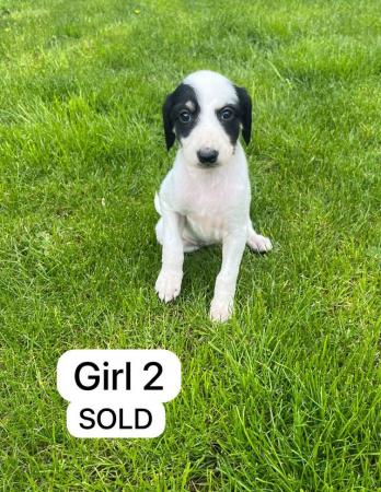 Image 10 of Saluki puppies for sale