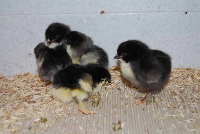 Preview of the first image of Pure Bred Copper Maran Chicks.