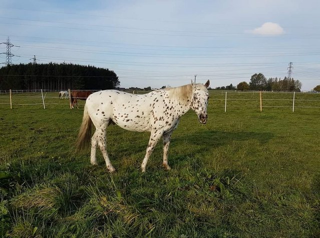 Preview of the first image of Wearview Mohawk, 15.2hh Registered Appaloosa Gelding.