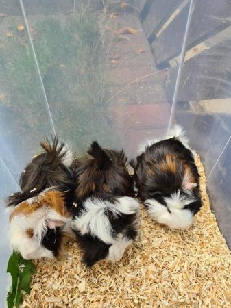 Image 30 of Adorable baby Guineapig's for sale.
