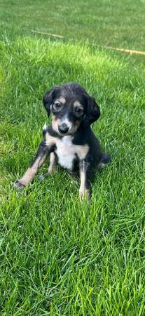 Image 1 of Saluki puppies for sale ( only 1 left)