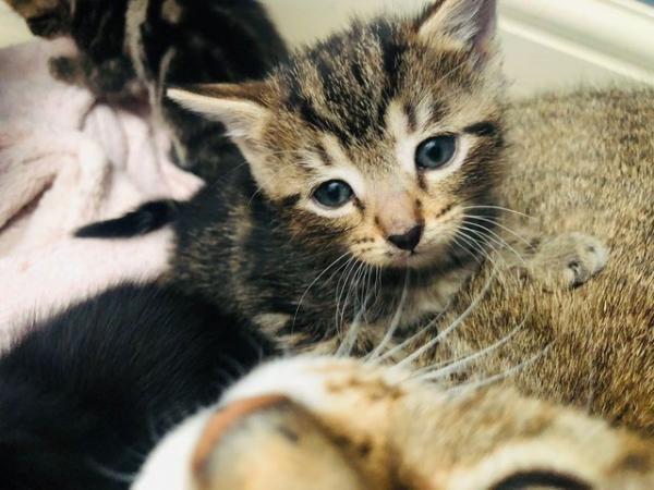Image 1 of 2 female Kittens ready to collect 19th May 24