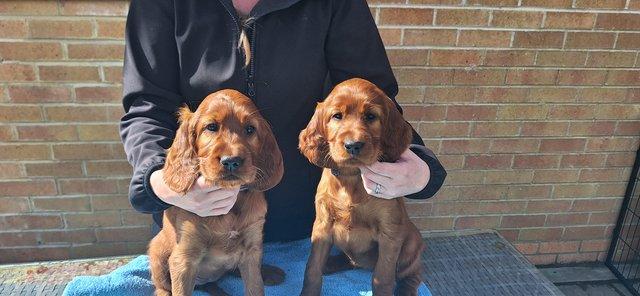 Image 2 of Top quality KC registered Irish Setters - 1 boy and 1 girl l