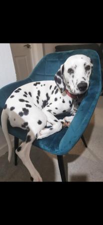 Image 4 of 3 year old female dalmatian for sale