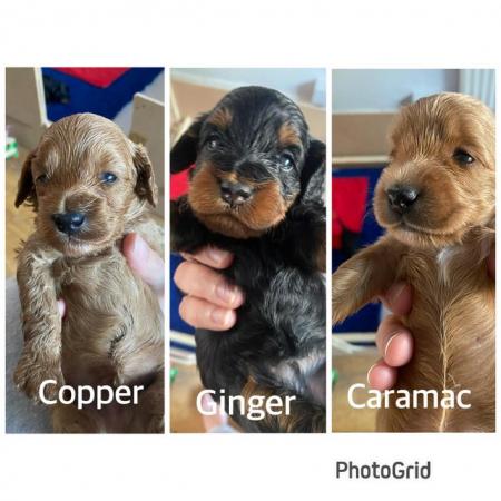 Image 11 of Cockapoo Puppies Available 3rd July
