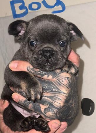 Image 3 of French bulldog last boy left kc registered ready to leave!