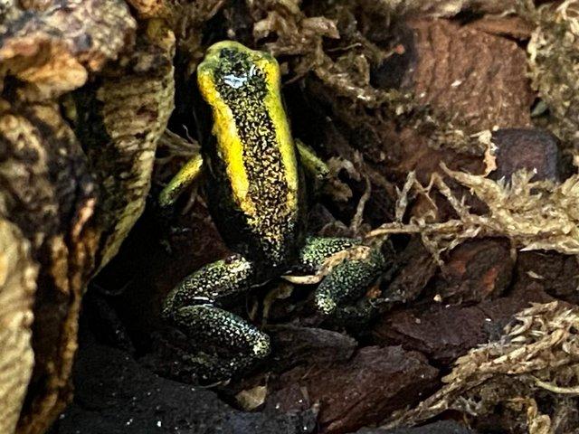Preview of the first image of Phyllobates Terribilis Mint Dart Frogs.