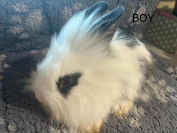 Image 13 of Lovely baby lionheads, males and females