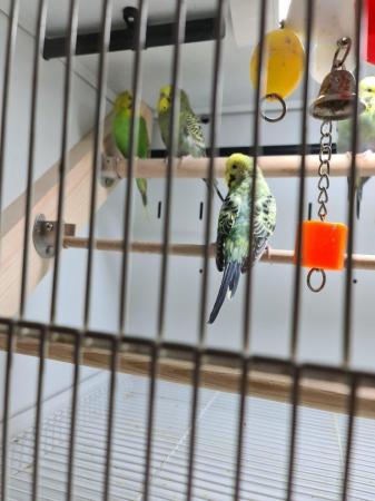 Image 5 of Beautiful budgies ready now (not hand tame)