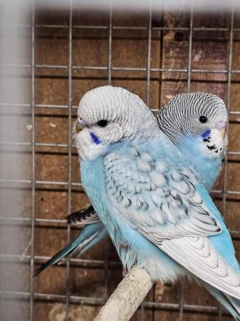 Image 2 of Turquoise baby Budgie, very pretty with lace wings