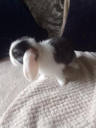 Image 4 of 8 week old mini lop rabbits