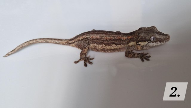 Image 4 of Cb23 gargoyle geckos for sale unsexed