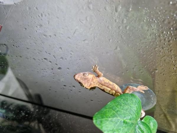 Image 4 of Crested gecko babies for sale