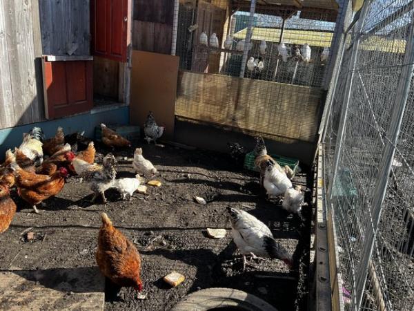 Image 10 of Mixed chicken for sale make and female
