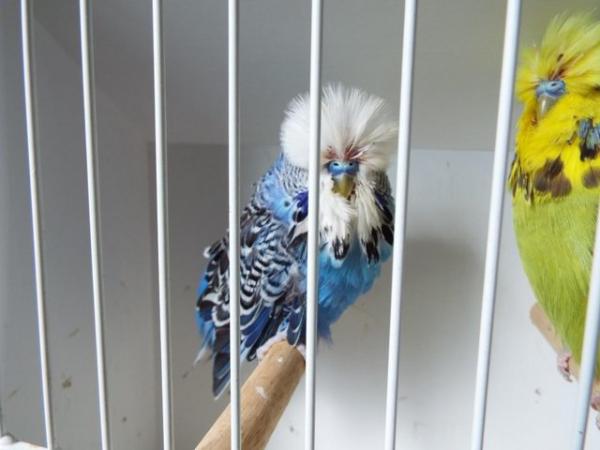Image 6 of Budgerigars For Sale from Champion Exhibitor