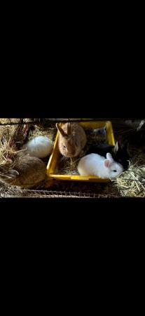 Image 5 of Lovely litter of Netherland dwarf baby rabbits.
