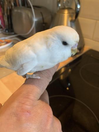 Image 11 of Baby hand tame hand reared budgies