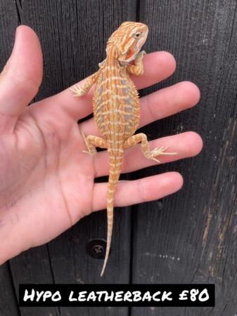 Image 6 of Various Bearded Dragon morphs available