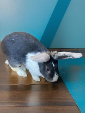 Image 11 of 16 week old Continental Giant x Lop bunnies