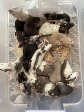 Image 6 of 8 week old dumbo rats for sale