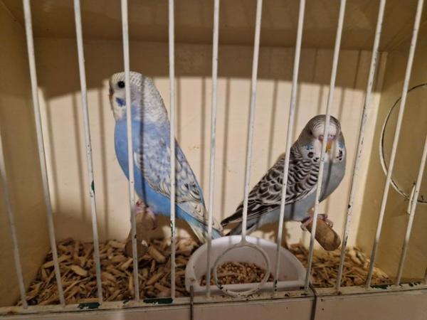 Image 3 of Baby & adult pairs budgies ready for homes