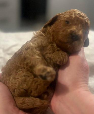 Image 6 of Tiny toy cavapoo ?? 1 remaining ??