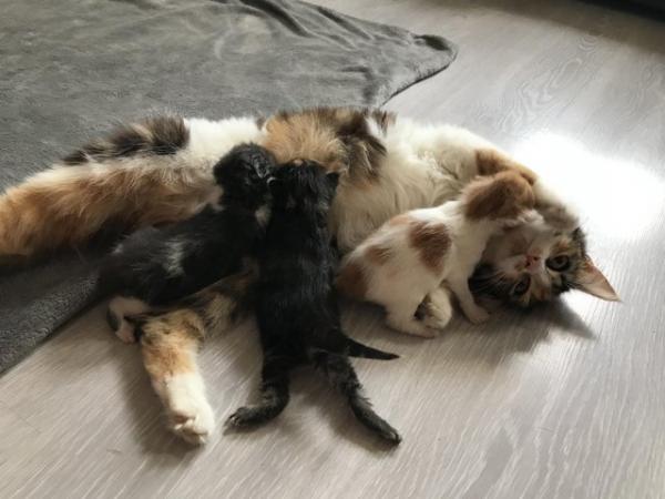 Image 7 of 5 beautiful kittens!!!!!!! 5 weeks old