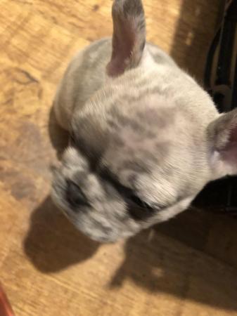 Image 10 of Beautifully unique frenches! lilac fawn Merle
