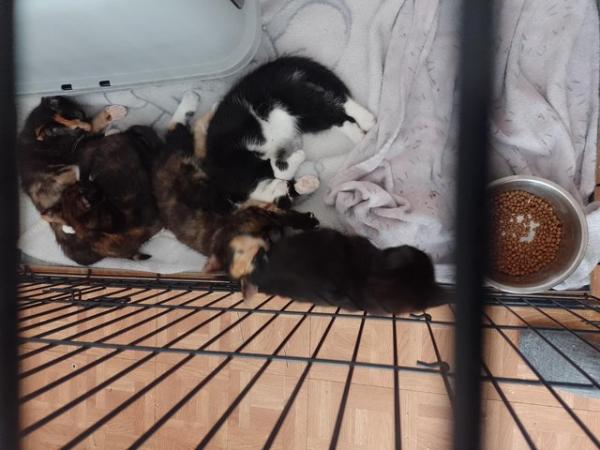 Image 1 of Kittens needing there secure homes!