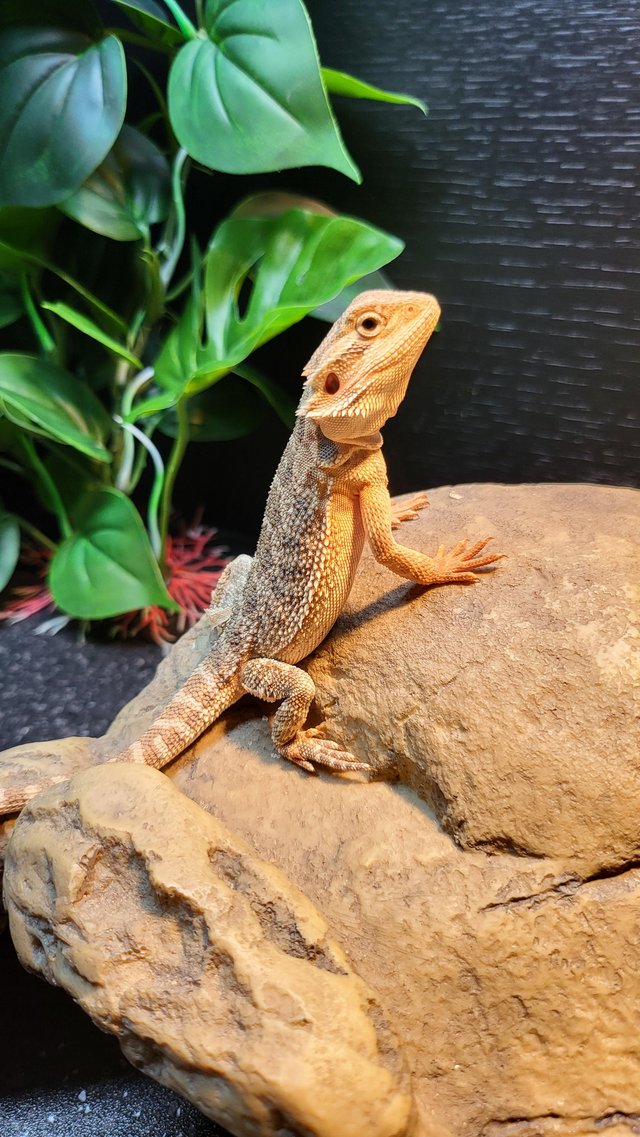 Preview of the first image of Bearded Dragon Rescue Cheshire.