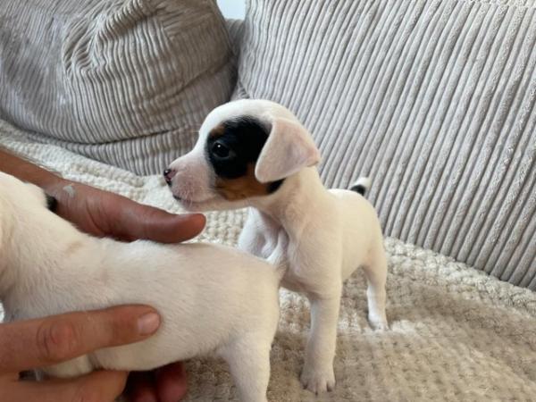 Image 3 of Jack Russell puppies for sale